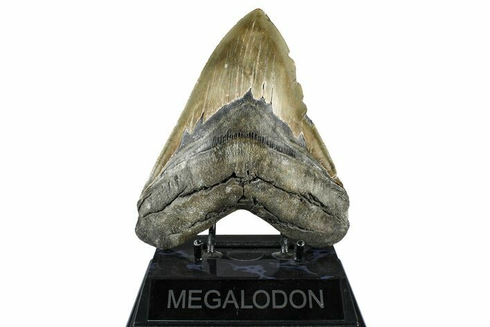 Serrated, Fossil Megalodon Tooth - North Carolina #370208